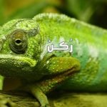 حلم الحرباء في المنام