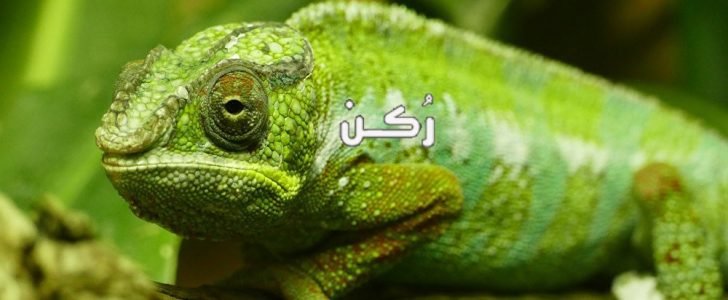تأويل رؤية الحرباء في المنام للعزباء والمتزوجة والرجل