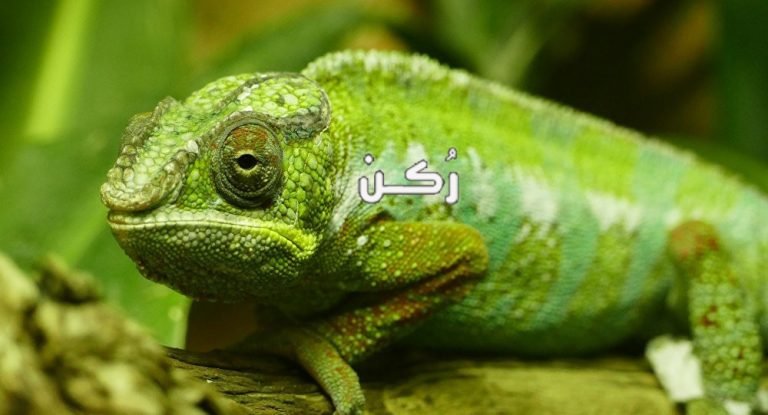 حلم الحرباء في المنام