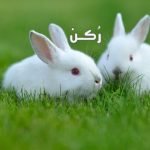حلم رؤية الأرانب