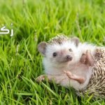 تفسير حلم القنفذ