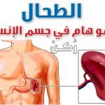 ما هو الطحال