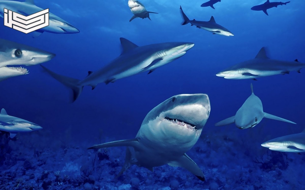 تفسير حلم رؤية سمكة القرش في المنام لابن سيرين
