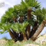 تفسير رؤية النخيل