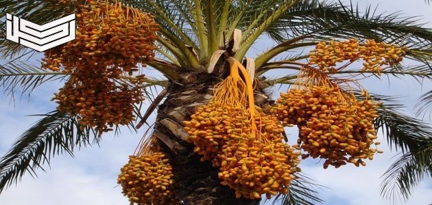 تفسير حلم رؤية النخيل