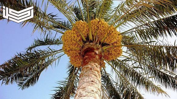 تفسير حلم النخيل