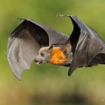 تفسير حلم رؤية الخفاش