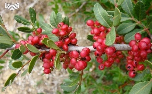 فوائد زيت الضرو 