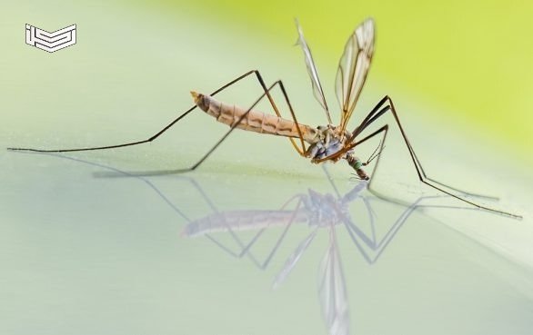 تفسير حلم رؤية الناموس