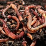 تفسير حلم رؤية الدود