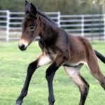 تفسير حلم البغل