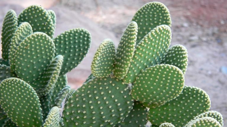 تفسير رؤية الصبار في المنام