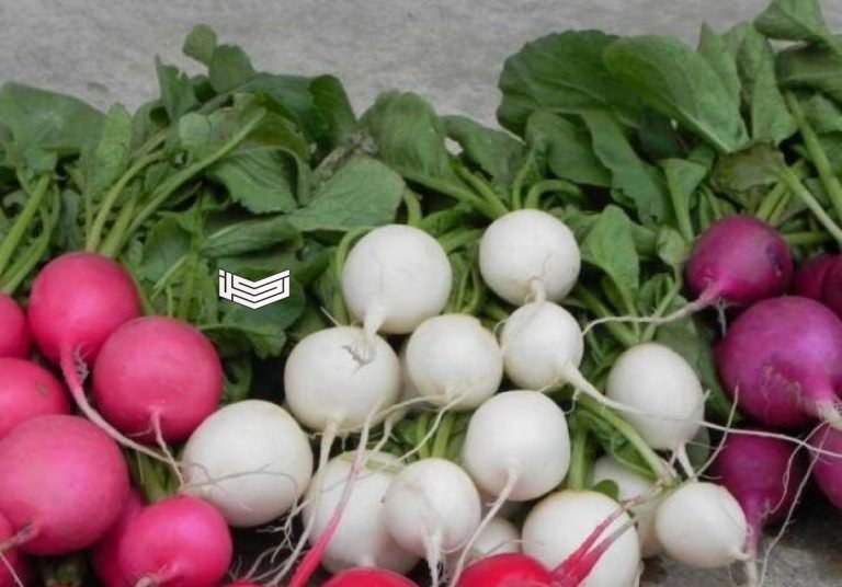 تفسير رؤية حلم اللفت