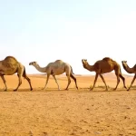 التسجيل في خدمة ترقيم الإبل إلكترونياً 2022 في السعودية