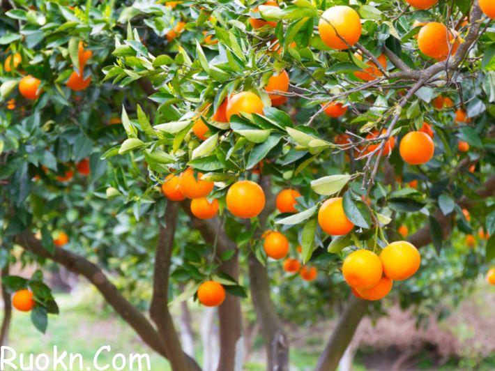 اهم مواصفات شجرة البرتقال الشائعة